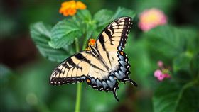 蝴蝶。（圖／取自pixabay）