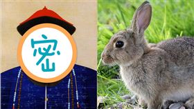 康熙,兔子,合成圖