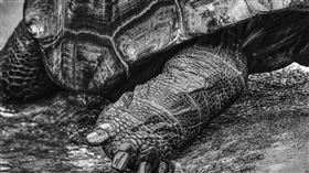 ▲烏龜（圖／翻攝自pixabay）