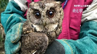 台灣藍鵲被關鐵籠！檢警查獲盜獵集團