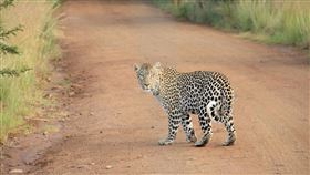 花豹（圖／翻攝自Pixabay）