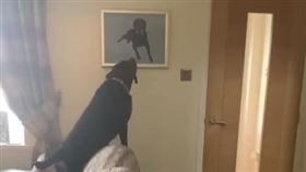 牆上掛已逝愛犬像！狗弟見「哥哥回家」　搖尾親畫惹心疼