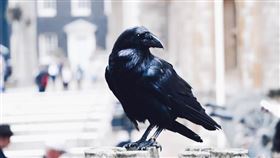 名家專用/ 女人瘋（勿用）
