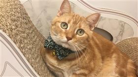 萌橘貓「換臉」玩偶　怪表情笑翻網友　（圖／翻攝自推特）