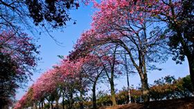 粉紅櫻花噢。（圖／翻攝虎尾鎮）