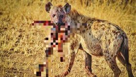 鬣狗（圖／翻攝自Pixabay）