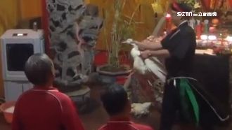 任意放生無人敢抓　祭空棺雞鴨滿街跑