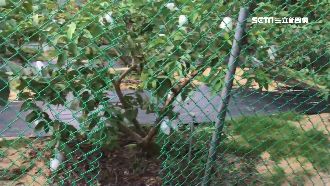 賊剪護網潛果園　9月起連偷4次芭樂