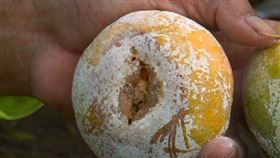 茂谷柑裂果嚴重。(圖／翻攝畫面)