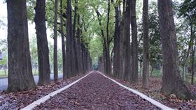 新威森林公園,六龜,桃花心木