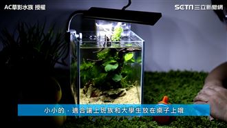 只需1千3百元　療癒蝦缸也能DIY