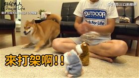 (圖／柴犬 抖宅大人 Doujai Life授權)