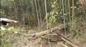 溶屍埋竹林　在地人：進去是無尾路