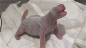 日本和歌山縣白濱町一處動物公園誕生1隻熊貓寶寶，生父以28歲高齡創紀錄。（圖／日本和歌山縣白濱町動物公園官網）