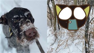 雪地中狗突狂吠！飼主見黃金毛臉嚇傻