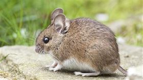 老鼠（圖／翻攝自pixabay）