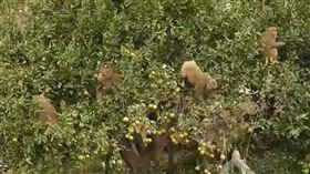  苗栗　猴子　肆虐　（圖／翻攝畫面）