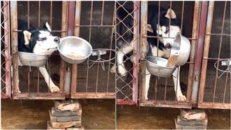 二哈搶黃金獵犬飯碗　網：這不講武德