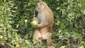 疑久旱不雨沒水喝  火炎山猴群入侵橘子園中部地區久旱不雨，面臨缺水危機，一群住在三義鄉火炎山的台灣獼猴疑為找水喝，沿陡峭山壁攀爬到山下果園摘採橘子果腹並補充水分，讓果農不堪其擾。（蔡玉清提供）中央社記者管瑞平傳真  109年11月24日