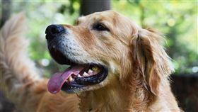 黃金獵犬徒步100公里找主人（圖／Pixabay）