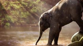 印度,母象,起重機,落井。（圖／翻攝自Pixabay）