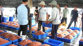 漁會籲選購東港櫻花蝦應慎選有信譽店家有中國不肖業者以臉書一頁式廣告高價販售假東港櫻花蝦，屏東縣東港區漁會24日籲消費者不要上當，應找有信譽店家，或至漁會經營的東港漁產品直銷中心、東港櫻花蝦產銷班洽購。圖為櫻花蝦市場拍賣情形。（東港區漁會提供）中央社記者郭芷瑄傳真  109年11月24日