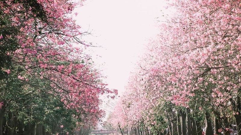 粉色花海彷彿置身日本櫻花海中
