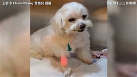 狗狗