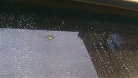 秋鬥，民進黨，黨部，槍擊，石塊，雞蛋