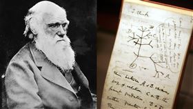 達爾文物種起源手稿「生命之樹」草圖圖／美聯社／達志影像