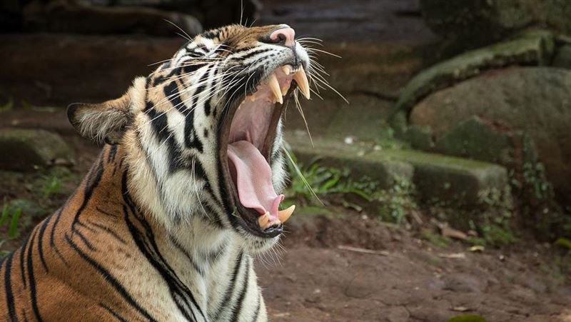 食人虎咬死436人　吃人原因無奈