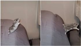 我相信我能飛！倉鼠狂起跳「想飛」　網笑翻：當自己蜜袋鼯。（圖／翻攝自抖音@user5674367802）