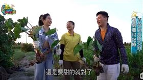 ▲大甲採芋頭。（圖／擷自三立新聞網YT畫面）