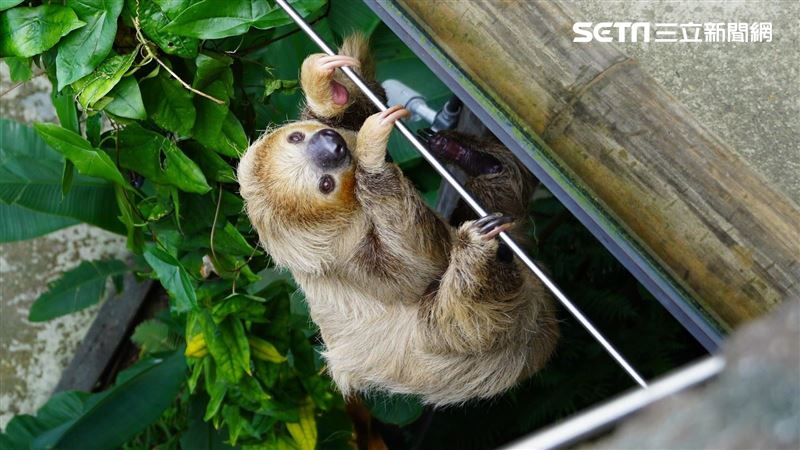 遊客喊找不到樹獺！動物園揭找尋密技