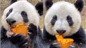 大熊貓,南瓜,ASMR,吃（圖／翻攝自快手短視頻）