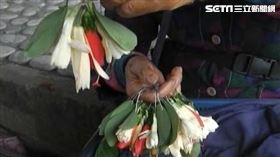 玉蘭花有假? 扶桑花.夜來香混充