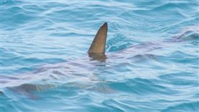 澳洲,女童,海邊,鯊魚,救援。（示意圖／翻攝自Pixabay）