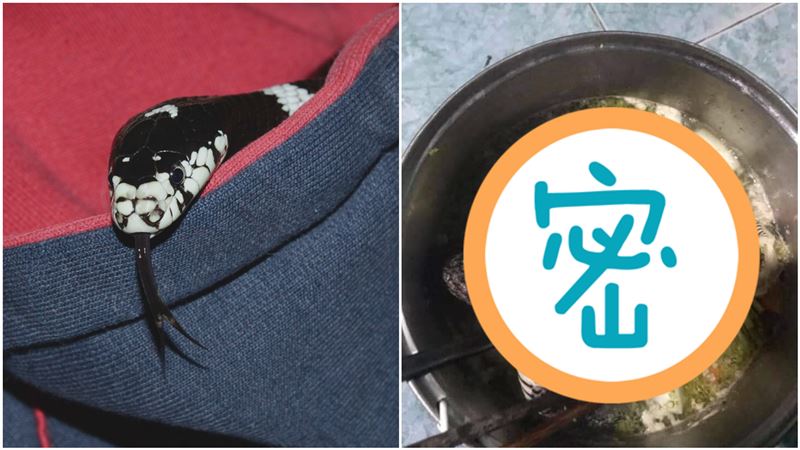 窮學生抓蛇加菜！掀蓋見這幕網全吐翻