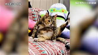 喵舔毛奴才配音　一抬頭鬥雞眼萌翻網