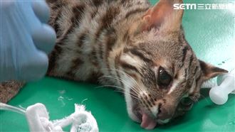 2歲石虎下落不明！動物園：挖洞脫逃