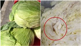 高麗菜狂買到「爛葉」！她崩潰問該怎麼選　內行親授1關鍵（圖／翻攝自爆系知識家）