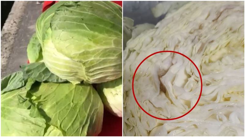 高麗菜狂買到「爛葉」內行親授怎麼選
