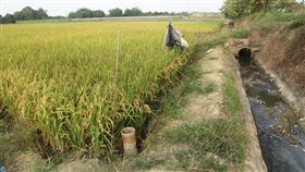 台南地區二期稻作近尾聲農委會主委陳吉仲25日宣布，2021年一期水稻嘉南地區曾文-烏山頭水庫灌溉區1萬9385公頃農田將停灌。圖為台南地區今年少數尚未收割的二期水稻田。中央社記者楊思瑞攝  109年11月25日