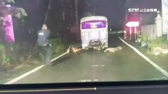 男深夜竊水牛還獵殺　遭圍捕棄槍投降