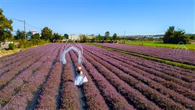 桃園仙草花節！探12.5萬株仙草花、5.8公頃紫色仙境（圖／IG@molly888666 授權提供）