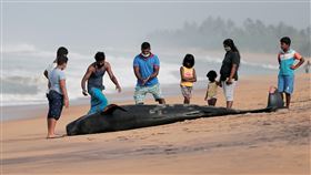 斯里蘭卡Panadura地區一處海灘上出現死亡的領航鯨，民眾紛紛圍觀。（圖／路透社／達志影像）