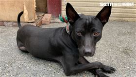 台灣土狗（圖／讀者提供）