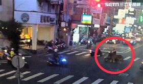 迷你馬,遛馬,騎士,板橋,翻攝畫面