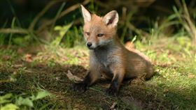 狐狸（圖／翻攝自Pixabay）