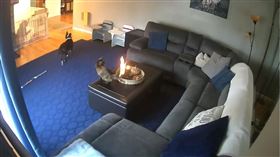 英國,寵物,貓咪,尾巴,蠟燭（圖／翻攝自微博）